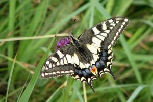 Swallowtail - Papilio machaon
