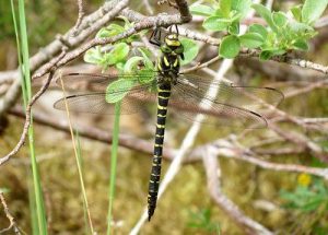 Golden-ringed Dragonfly - Cordulegaster boltonii