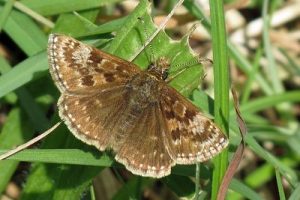 Dingy Skipper - Erynnis tages