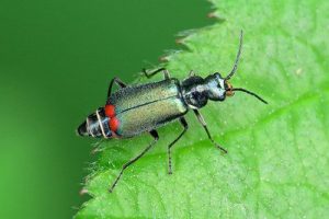 Malachius bipustulatus - Malachite Beetle