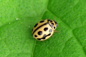16-spot Ladybird - Tytthaspis sedecimpunctata