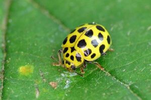 22 Spot Ladybird - Psyllobora vigintiduopunctata