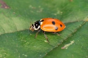 Adonis’ Ladybird - Hippodamia variegata