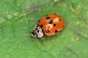 10-Spot Ladybird - Adalia 10-punctata