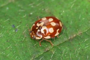 18-spot Ladybird - Myrrha octodecimguttata