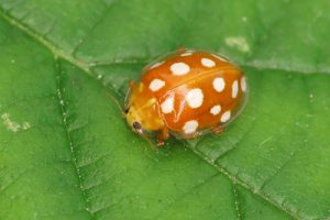 Orange Ladybird - Halyzia sedecimguttata