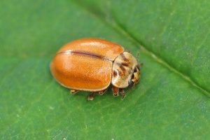Larch Ladybird - Aphidecta obliterata