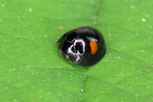 Kidney-spot Ladybird - Chilocorus renipustulatus