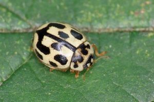 14-spot Ladybird - Propylea quattuordecimpunctata