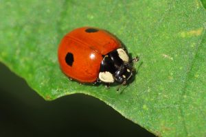 2-spot Ladybird - Adalia bipunctata