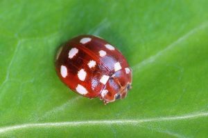Cream-spotted Ladybird - Calvia 14-guttata