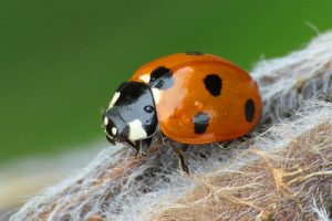 7-spot Ladybird - Coccinella septempunctata
