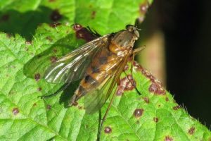 Rhagio tringarius - Marsh Snipefly