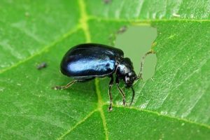 Alder Leaf Beetle - Agelastica alni