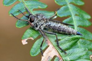Machimus atricapillus - Kite-tailed Robberfly