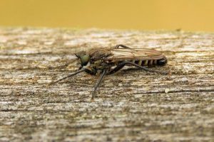 Lasiopogon cinctus - Spring Heath Robberfly