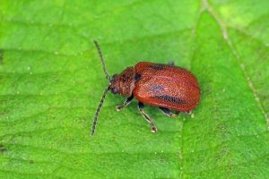 Hawthorn Leaf Beetle - Lochmaea crataegi