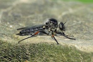Leptarthrus brevirostris - Slender-footed Robberfly