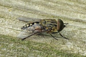 Tabanus autumnalis - Large Marsh Horsefly