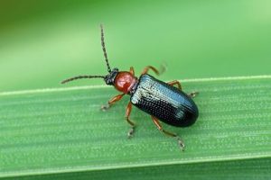 Cereal Leaf Beetle - Oulema melanopus/rufocyanea