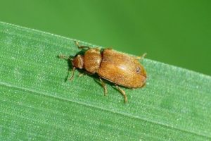Raspberry Beetle - Byturus cf. tomentosus