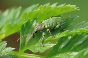 Green Leaf Beetle - Phyllobius maculicornis