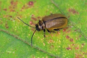 Heather Beetle - Lochmaea suturalis