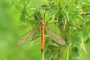 Nephrotoma flavescens - Tiger Cranefly