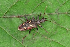 Two-banded Longhorn Beetle - Rhagium bifasciatum