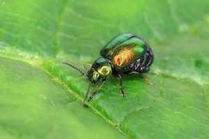 Green Dock Beetle - Gastrophysa viridula