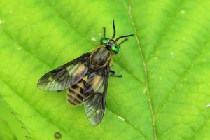 Chrysops relictus - Twin-lobed Deerfly