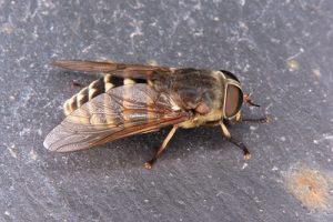 Tabanus sudeticus - Dark Giant Horsefly