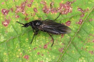 Dilophus febrilis - Fever Fly