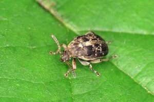 Bean Seed Beetle - Bruchus rufimanus
