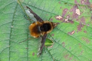 Bombylius major - Bee Fly
