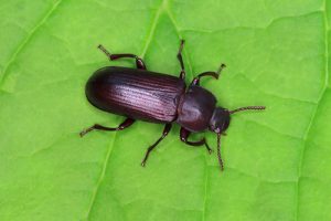 Mealworm Beetle - Tenebrio molitor