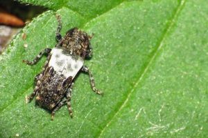 Greater Thorn-tipped Longhorn Beetle - Pogonocherus hispidulus