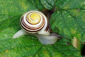 Cepaea hortensis - White-lipped Snail