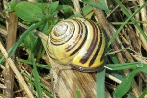 Cepaea nemoralis - Brown-lipped Snail