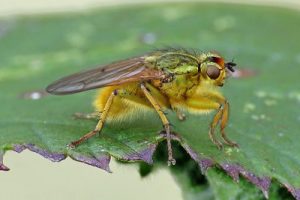 Scathophaga stercoraria - Yellow Dung Fly