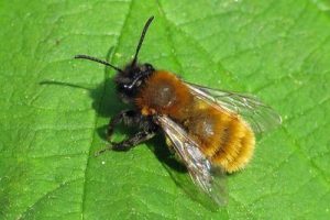 Andrena fulva - Tawny Mining Bee