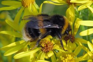 Bombus terrestris - Buff-tailed Bumblebee [A]