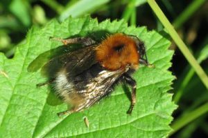 Bombus hypnorum - Tree Bumblebee [A]
