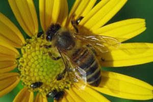 Apis mellifera - Honey Bee [A]