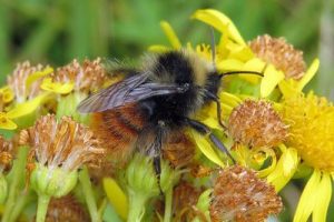 Bombus monticola - Bilberry Bumblebee [A]