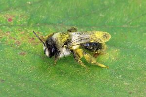 Andrena cineraria - Ashy Mining Bee