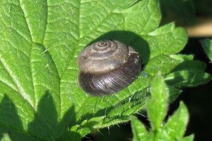 Trochulus striolatus - Strawberry Snail