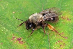 Andrena clarkella - Clarke's Mining Bee
