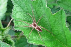 Pisaura mirabilis - Nurseryweb Spider