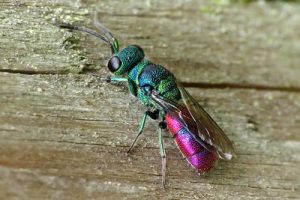 Chrysis ignita sensu lato - Ruby-tailed Wasp [A]